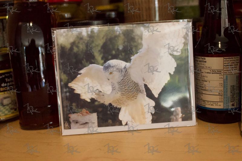 Snowy owl note card packaged with its envelope